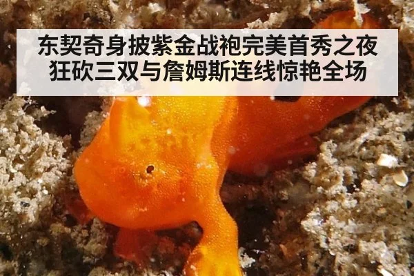 东契奇身披紫金战袍完美首秀之夜狂砍三双与詹姆斯连线惊艳全场